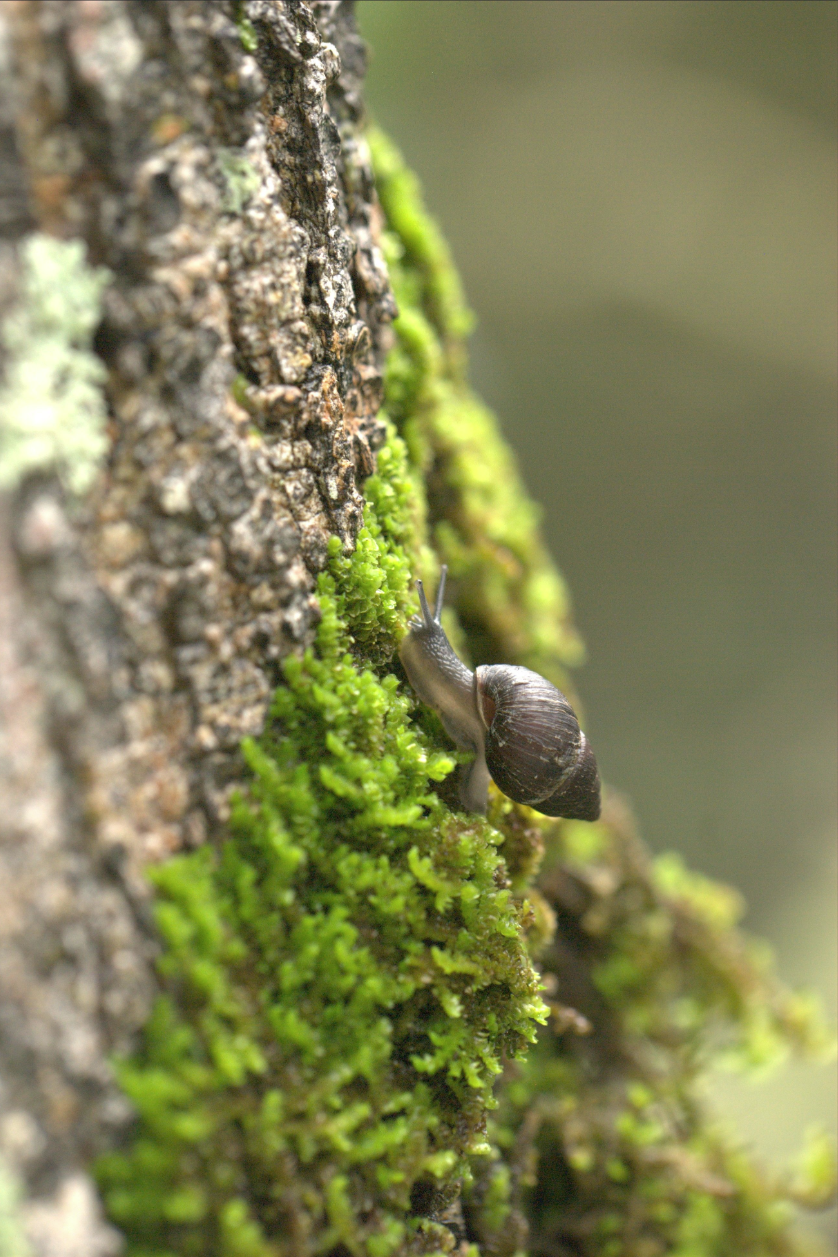 Galapagos-Snail-on-mossy-tree