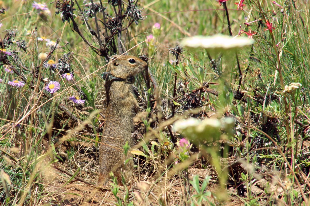 northern idaho ground squirrel wearing a radio collar