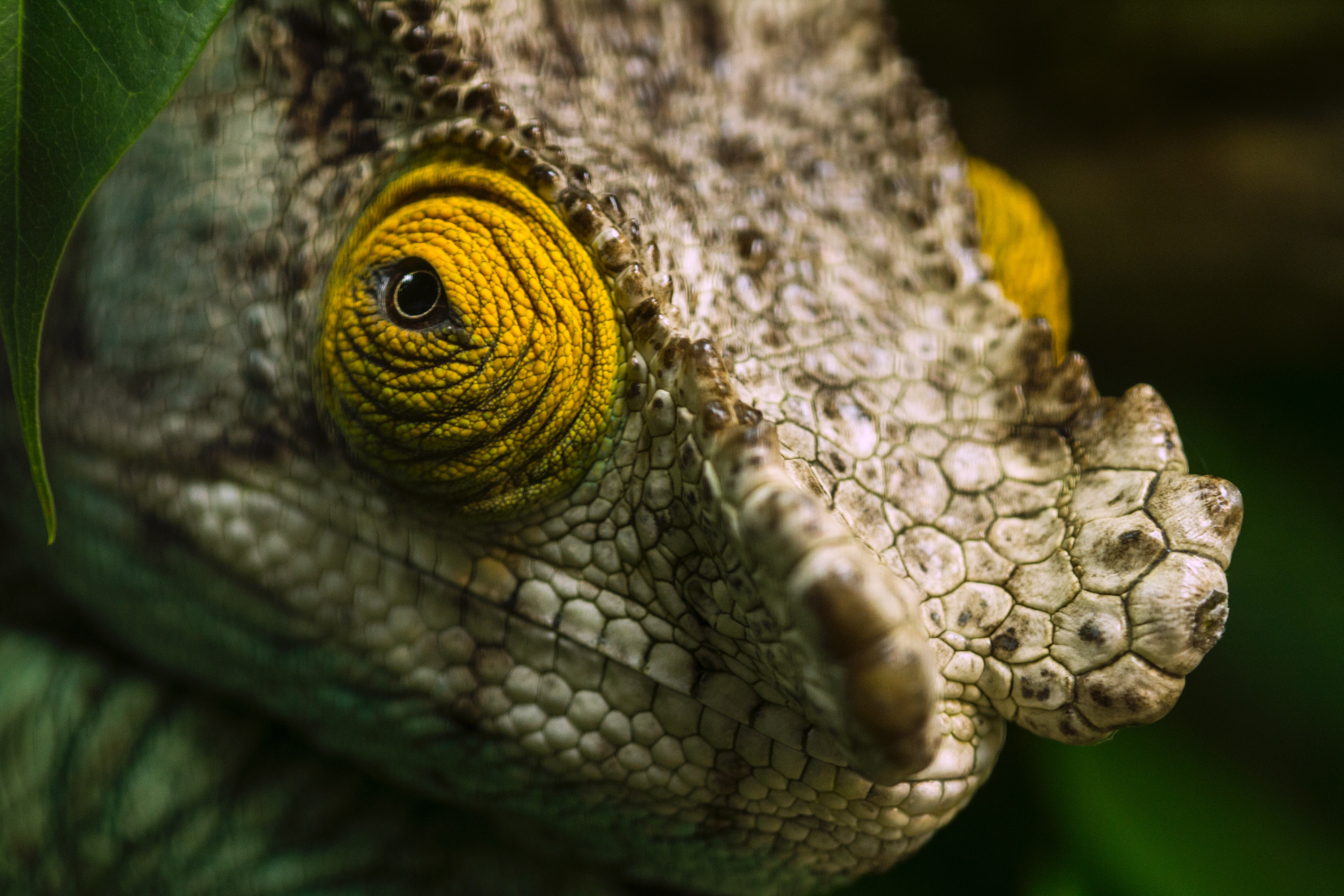 Closeup-of-chameleon